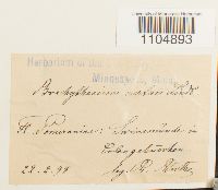 Brachythecium oedipodium image