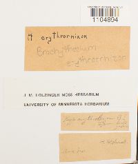 Brachythecium erythrorrhizon image