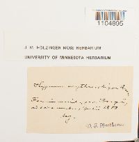 Brachythecium erythrorrhizon image