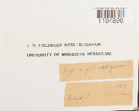 Brachythecium erythrorrhizon image