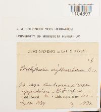 Brachythecium erythrorrhizon image