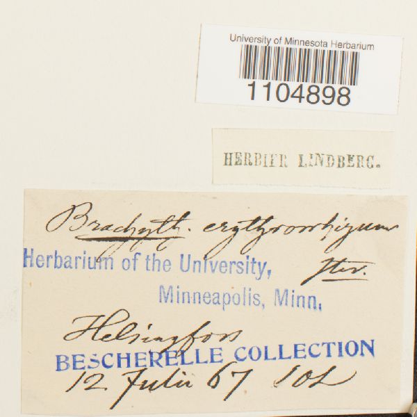 Brachythecium erythrorrhizon image