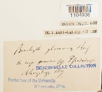 Brachythecium glareosum image