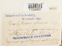 Brachythecium glareosum image