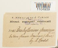 Brachythecium glareosum image