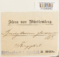 Brachythecium glareosum image