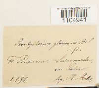 Brachythecium glareosum image