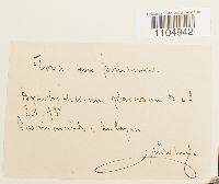 Brachythecium glareosum image