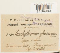 Brachythecium glareosum image