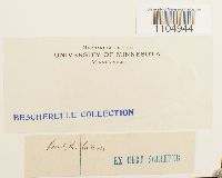 Brachythecium laetum image