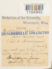 Brachythecium laetum image