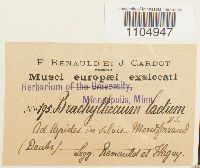 Brachythecium laetum image