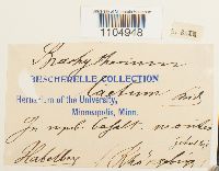 Brachythecium laetum image