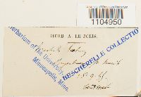 Brachythecium laetum image