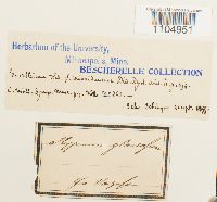 Brachythecium glareosum image