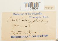 Brachythecium glareosum image