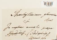 Brachythecium glareosum image