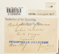 Brachythecium glareosum image