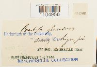 Brachythecium glareosum image