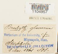 Brachythecium glareosum image