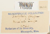 Brachythecium glareosum image