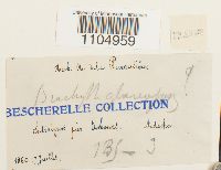 Brachythecium glareosum image