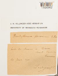 Brachythecium glareosum image