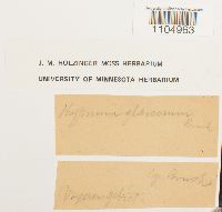 Brachythecium glareosum image