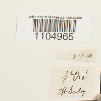 Brachythecium glareosum image