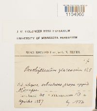 Brachythecium glareosum image