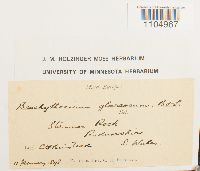 Brachythecium glareosum image