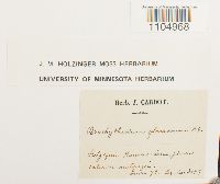 Brachythecium glareosum image