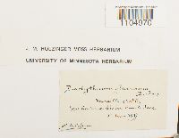 Brachythecium glareosum image