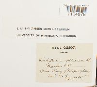 Brachythecium mildeanum image