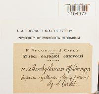 Brachythecium mildeanum image