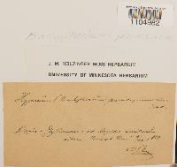 Brachythecium plumosum image