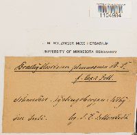 Brachythecium plumosum image