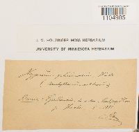 Brachythecium plumosum image