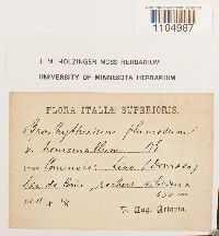 Brachythecium plumosum image