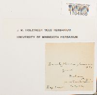 Brachythecium plumosum image