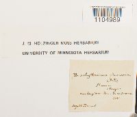 Brachythecium plumosum image