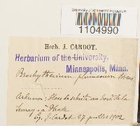 Brachythecium plumosum image