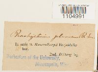 Brachythecium plumosum image