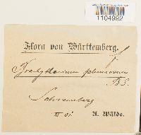 Brachythecium plumosum image