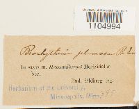 Brachythecium plumosum image