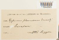 Brachythecium plumosum image