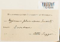 Brachythecium plumosum image