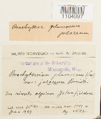 Media resource of Brachythecium plumosum