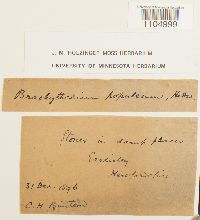 Brachythecium populeum image