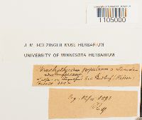 Brachythecium populeum image